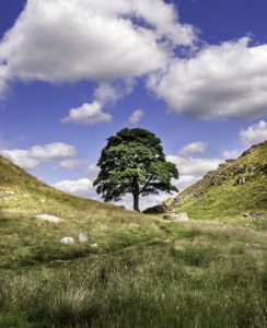 sycamore-gap-1508174_640